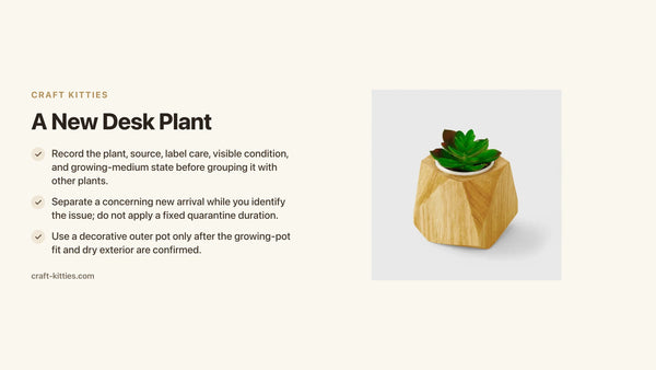 A New Desk Plant: Make an Inspection Record Before Grouping It — Craft Kitties